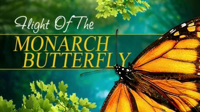 Flight of the Monarch Butterfly
