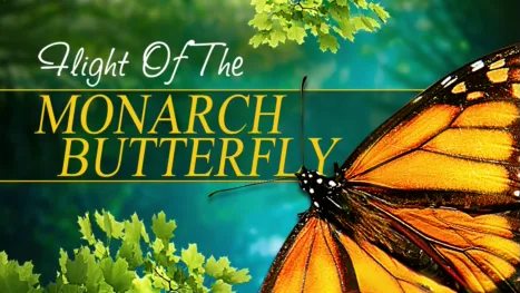 thumbnail - Flight of the Monarch Butterfly