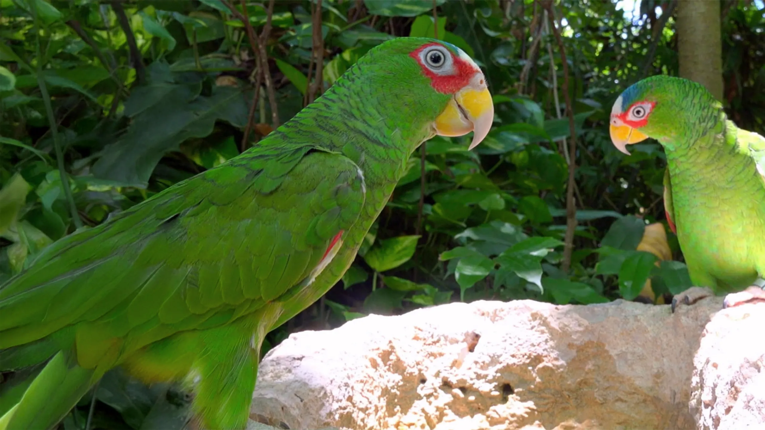 Our Nature: Call of the Wild