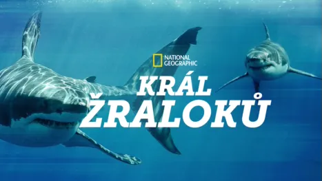 thumbnail - Král žraloků