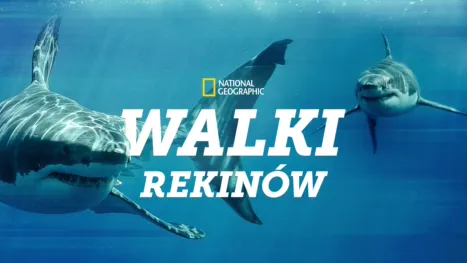 thumbnail - Walki rekinów