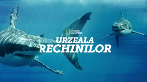 thumbnail - Urzeala rechinilor