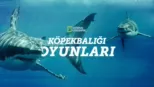 thumbnail - Köpekbalığı Oyunları