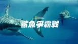 thumbnail - 鯊魚爭霸戰