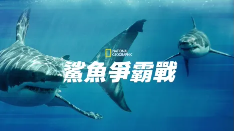 thumbnail - 鯊魚爭霸戰