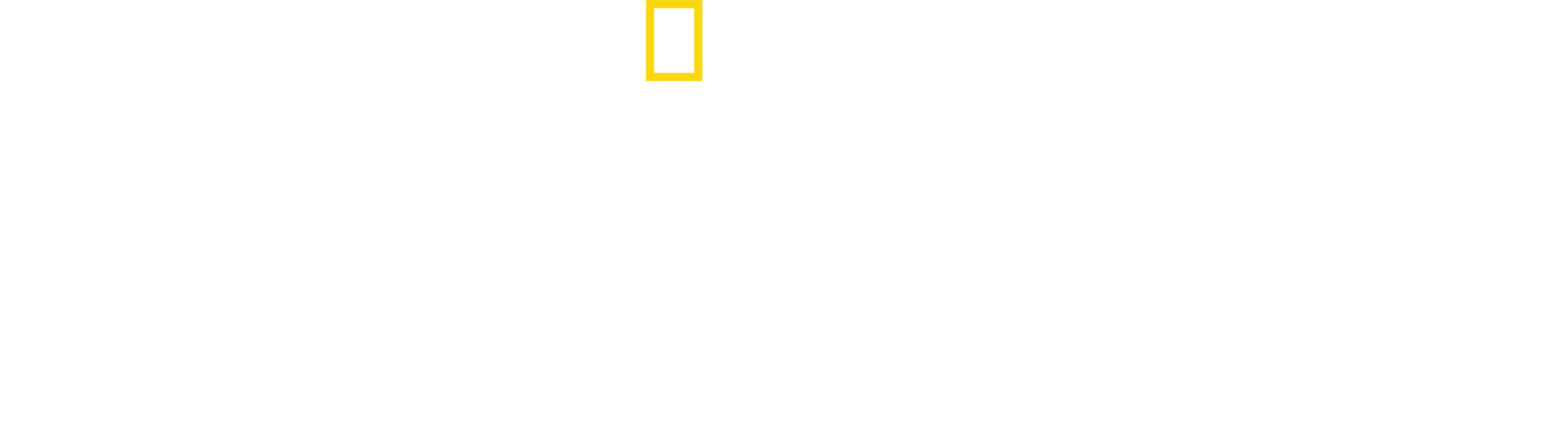 鲨鱼真面目