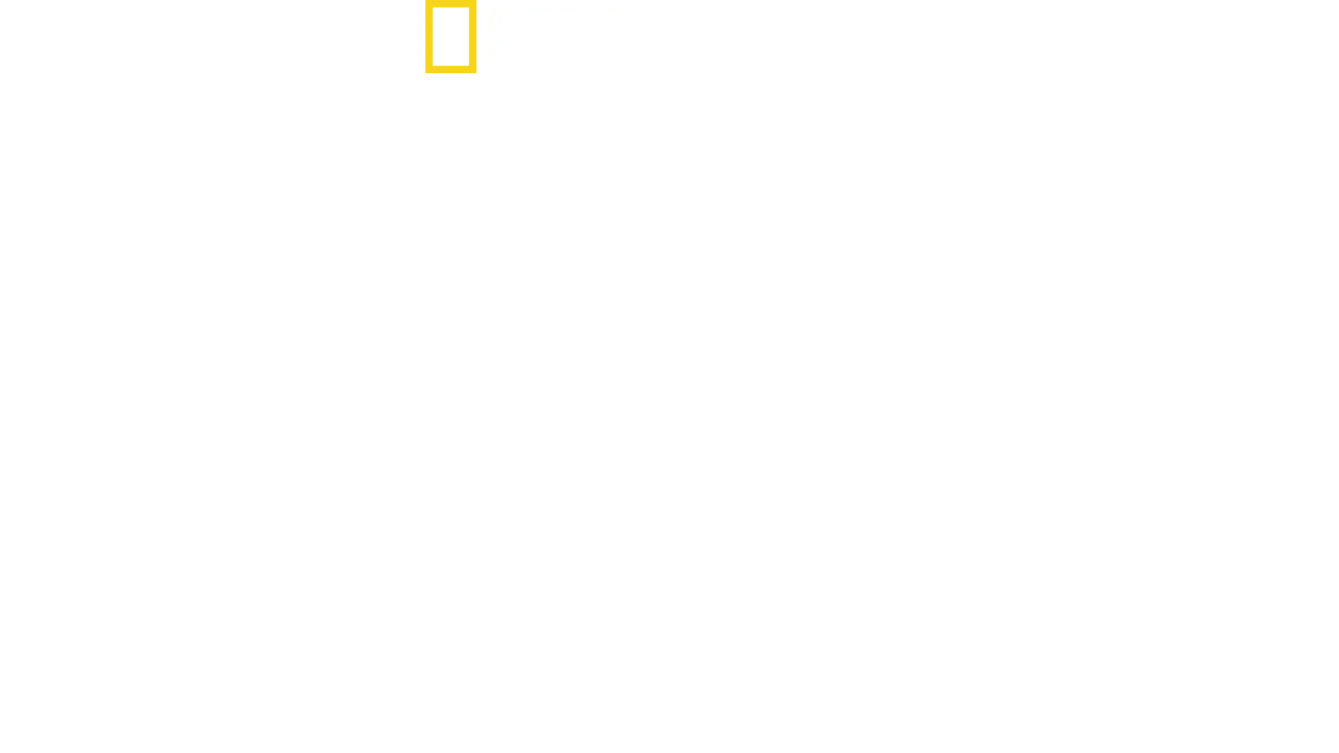 Tiburón contra surfista