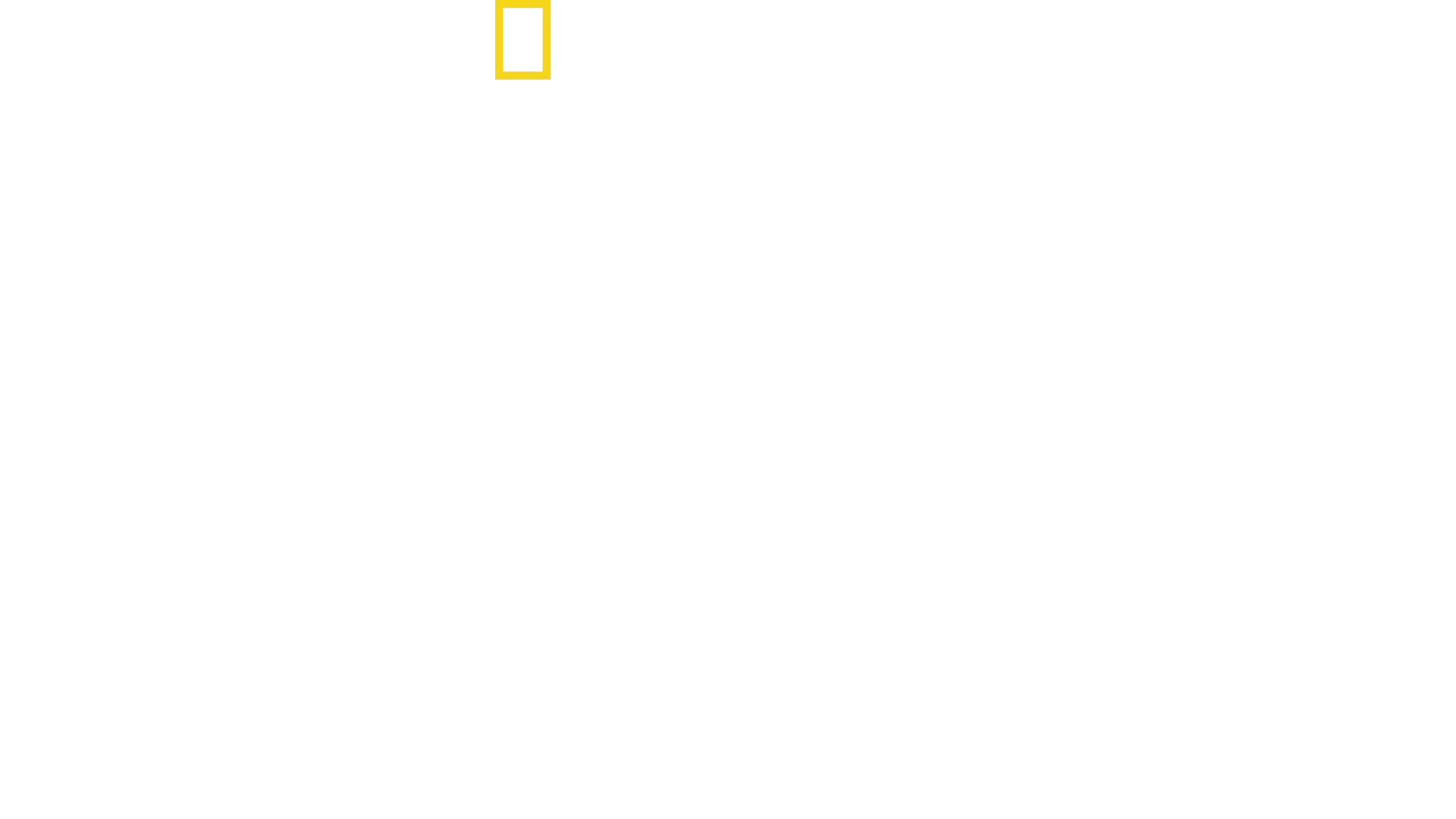 Squali: L'incubo dei surfisti