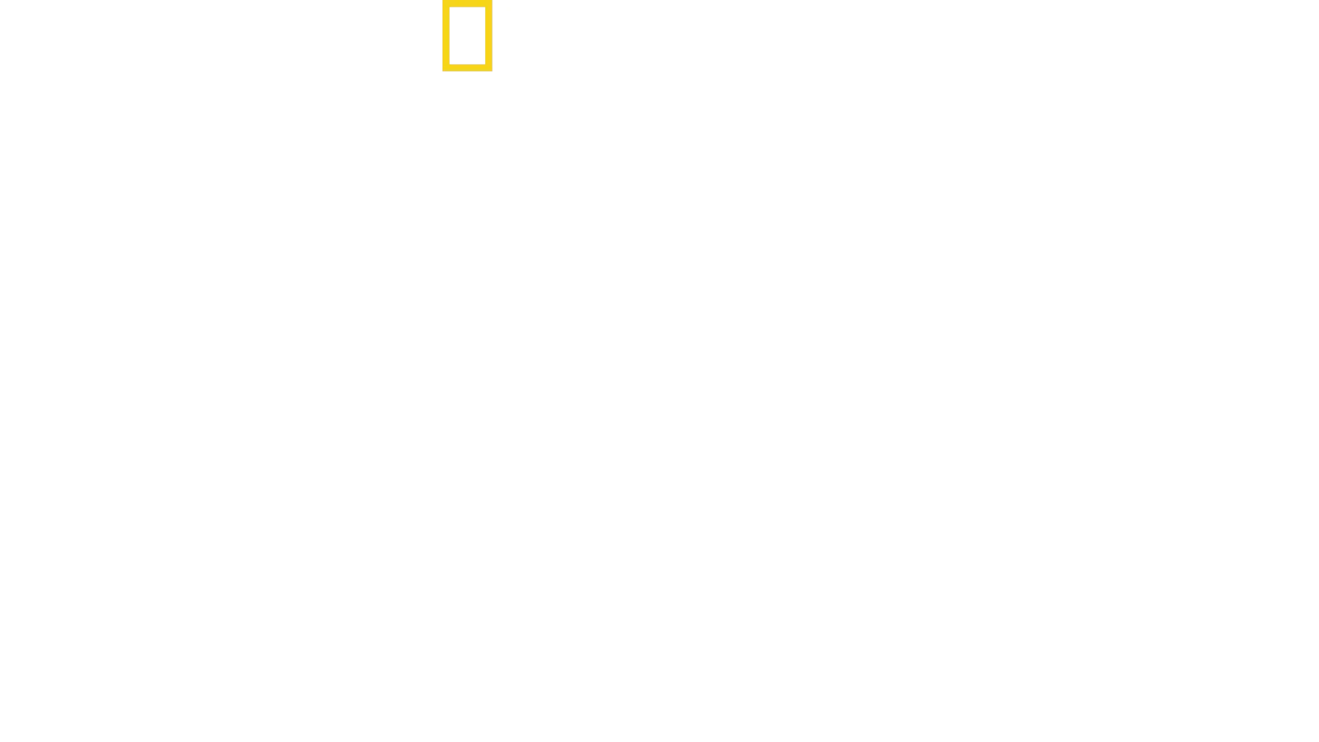 Tubarões vs Surfistas