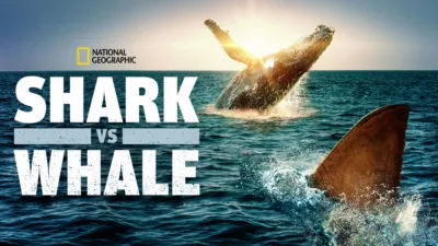 Shark vs. Whale
