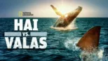 thumbnail - Hai vs. valas