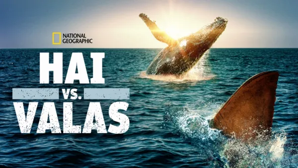 thumbnail - Hai vs. valas