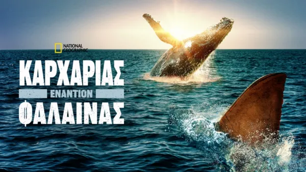 thumbnail - Καρχαρίας εναντίον Φάλαινας