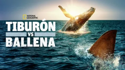 Tiburón vs Ballena
