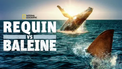 Requin vs Baleine