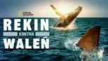 thumbnail - Rekin kontra waleń