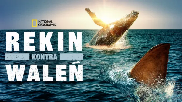 thumbnail - Rekin kontra waleń