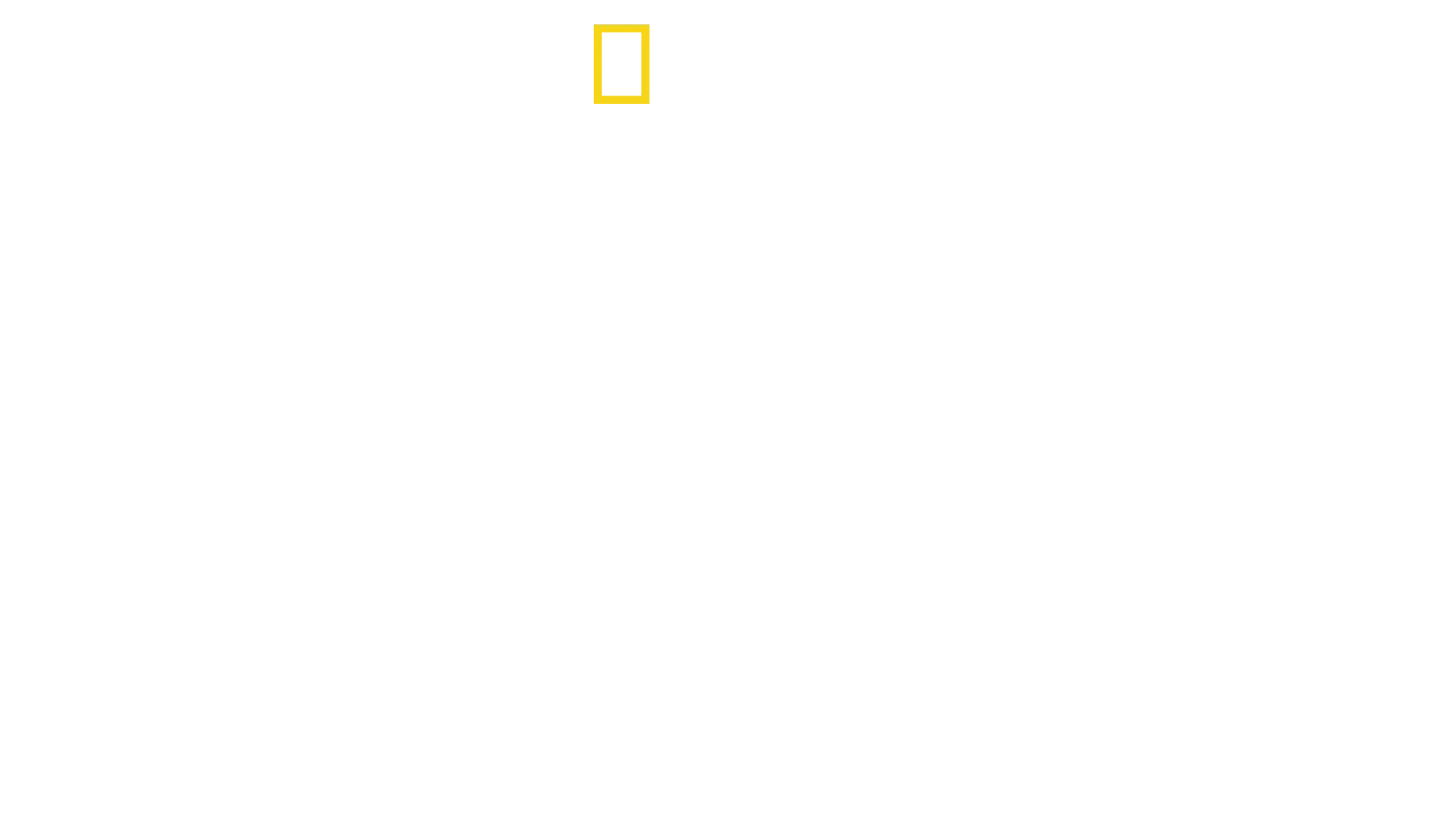 Dolphins vs Sharks: Blood Battle