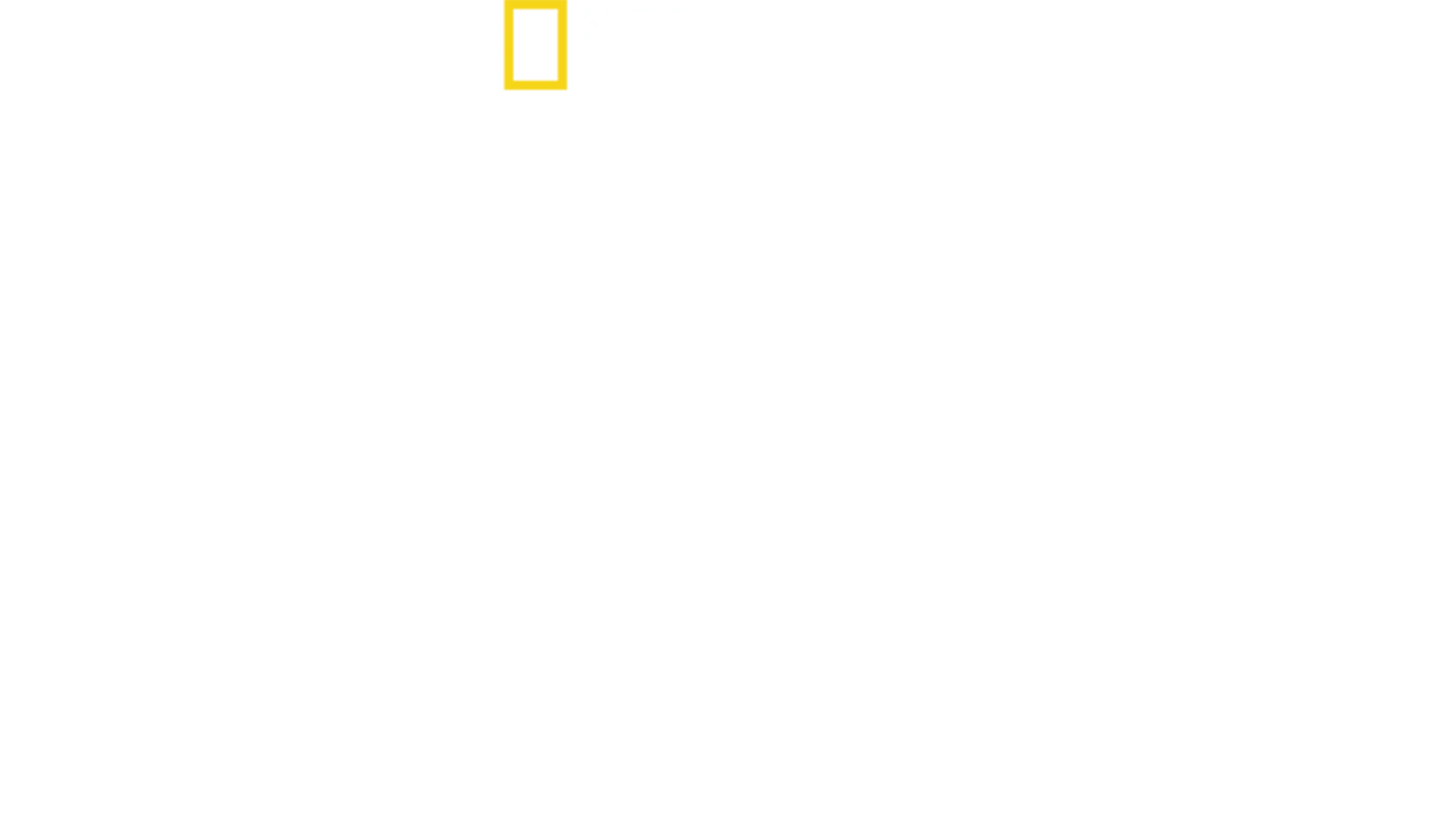 Tubarão vs Baleia