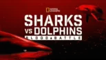 thumbnail - Sharks vs. Dolphins: Blood Battle