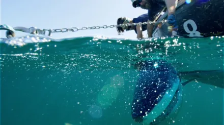 Rechini contra delfini