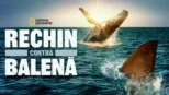 thumbnail - Rechin contra balenă