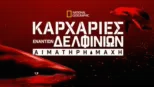 thumbnail - Καρχαρίες Εναντίον Δελφινιών: Αιματηρή Μάχη