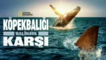 thumbnail - Köpekbalığı Balinaya Karşı