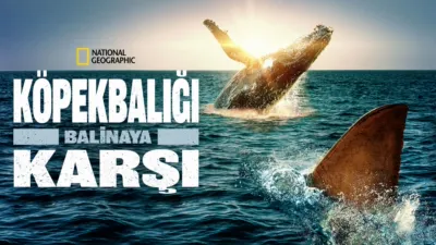 Köpekbalığı Balinaya Karşı