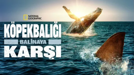 thumbnail - Köpekbalığı Balinaya Karşı