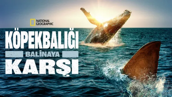 thumbnail - Köpekbalığı Balinaya Karşı