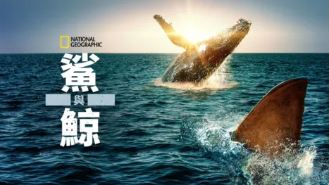 thumbnail - 鯊與鯨