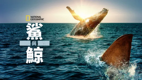 thumbnail - 鯊與鯨