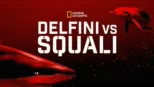thumbnail - Delfini Vs Squali