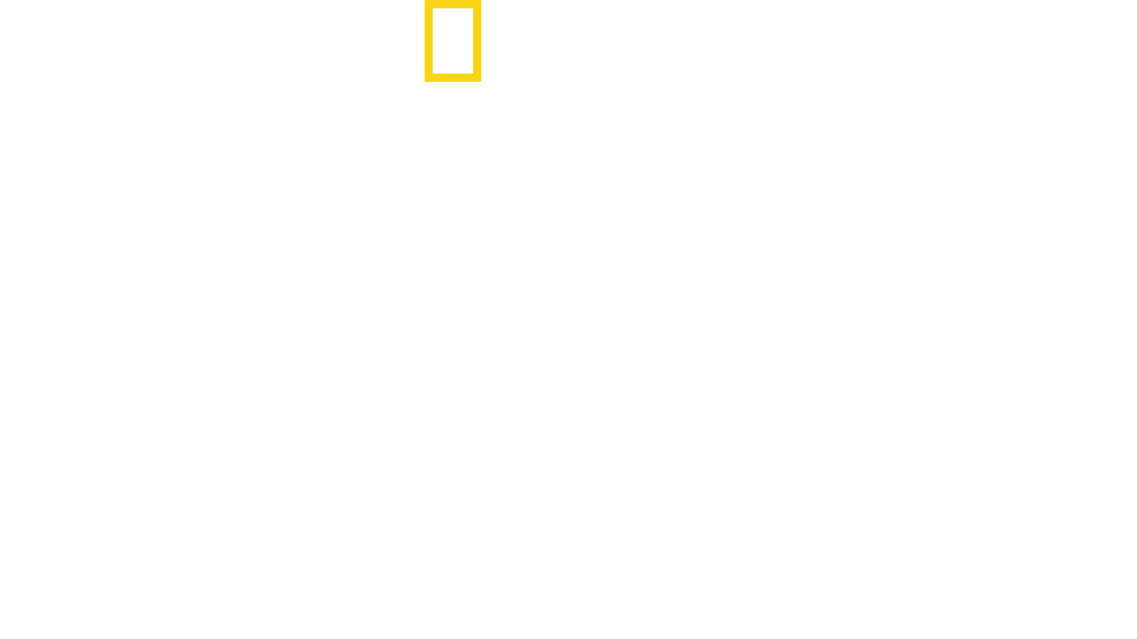 Rekiny kontra delfiny: zabójcze starcie