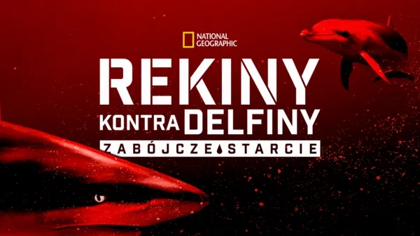 thumbnail - Rekiny kontra delfiny: zabójcze starcie