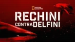 thumbnail - Rechini contra delfini