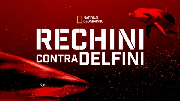 thumbnail - Rechini contra delfini