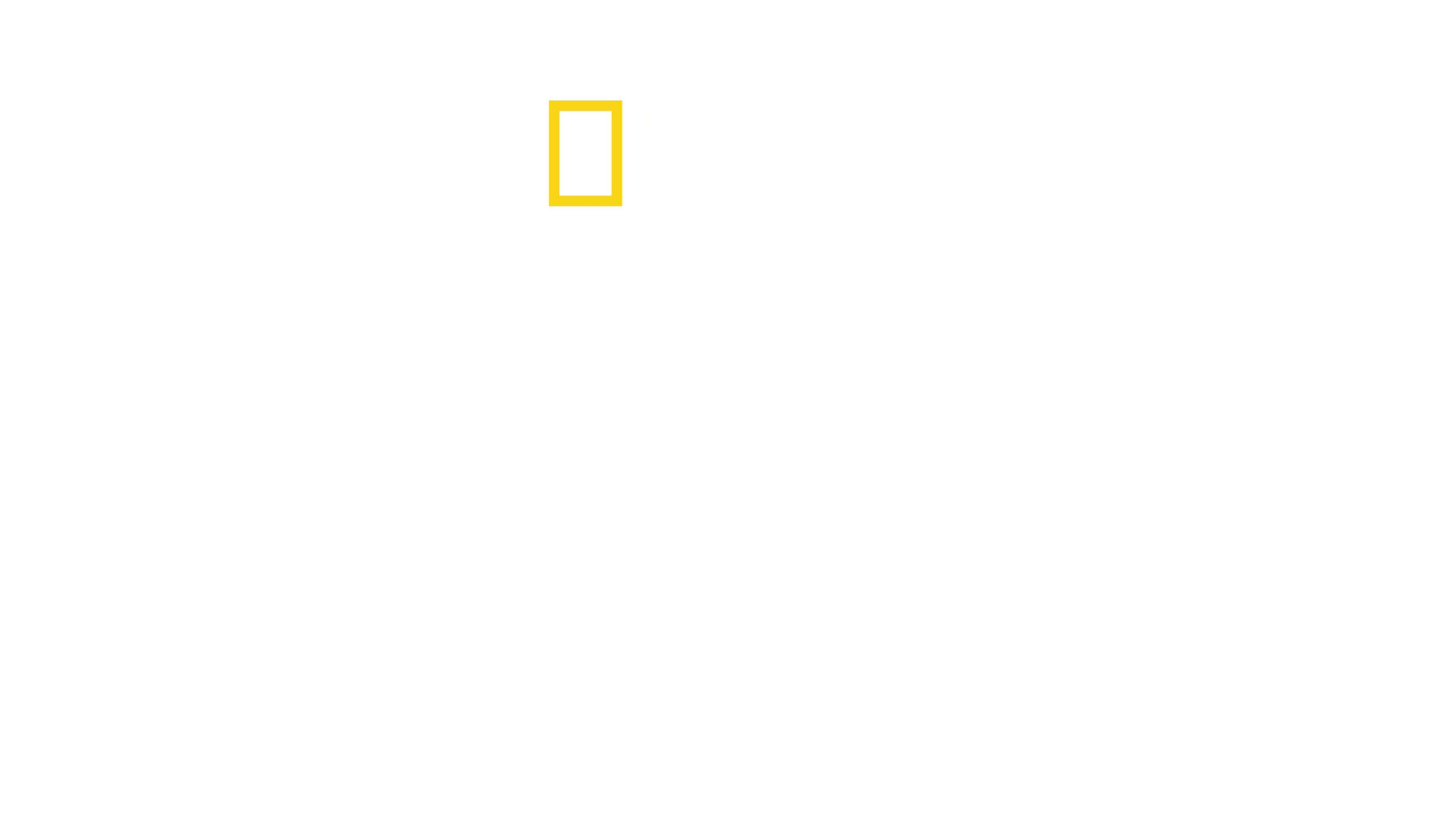 Köpekbalıkları Yunuslara Karşı: Ölümcül Savaş