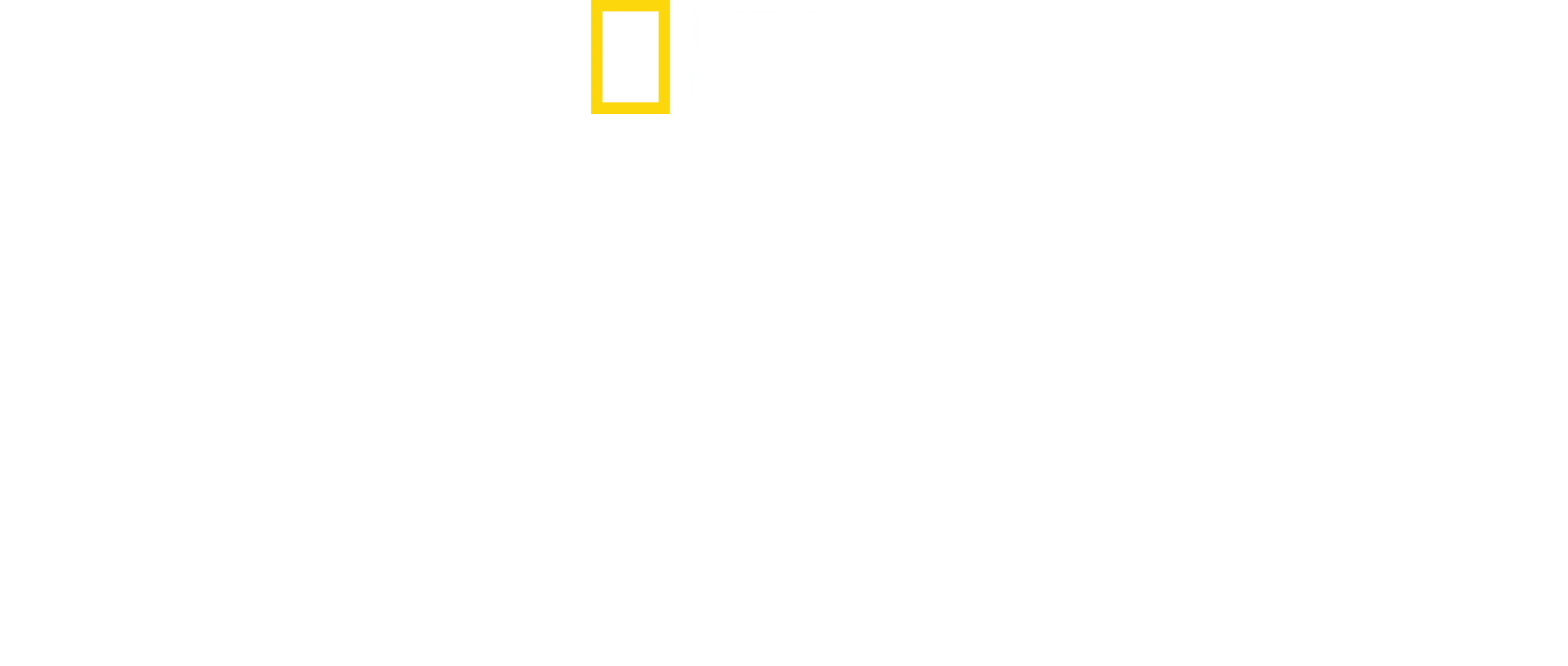 Köpekbalıkları Yunuslara Karşı: Ölümcül Savaş