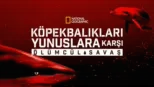 thumbnail - Köpekbalıkları Yunuslara Karşı: Ölümcül Savaş