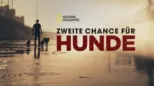 thumbnail - Zweite Chance für Hunde