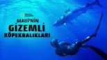 thumbnail - Maui'nin Gizemli Köpekbalıkları