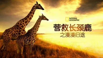 营救长颈鹿之漫漫归途