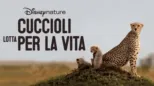 thumbnail - Cuccioli - Lotta per la vita