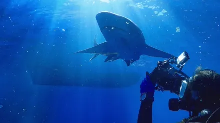 Tiburones vs. embarcaciones