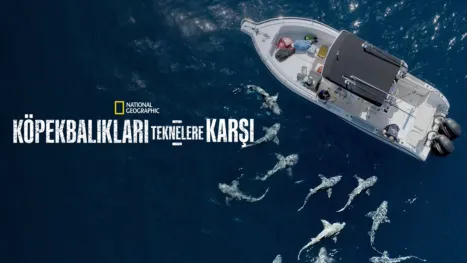 thumbnail - Köpekbalıkları Teknelere Karşı