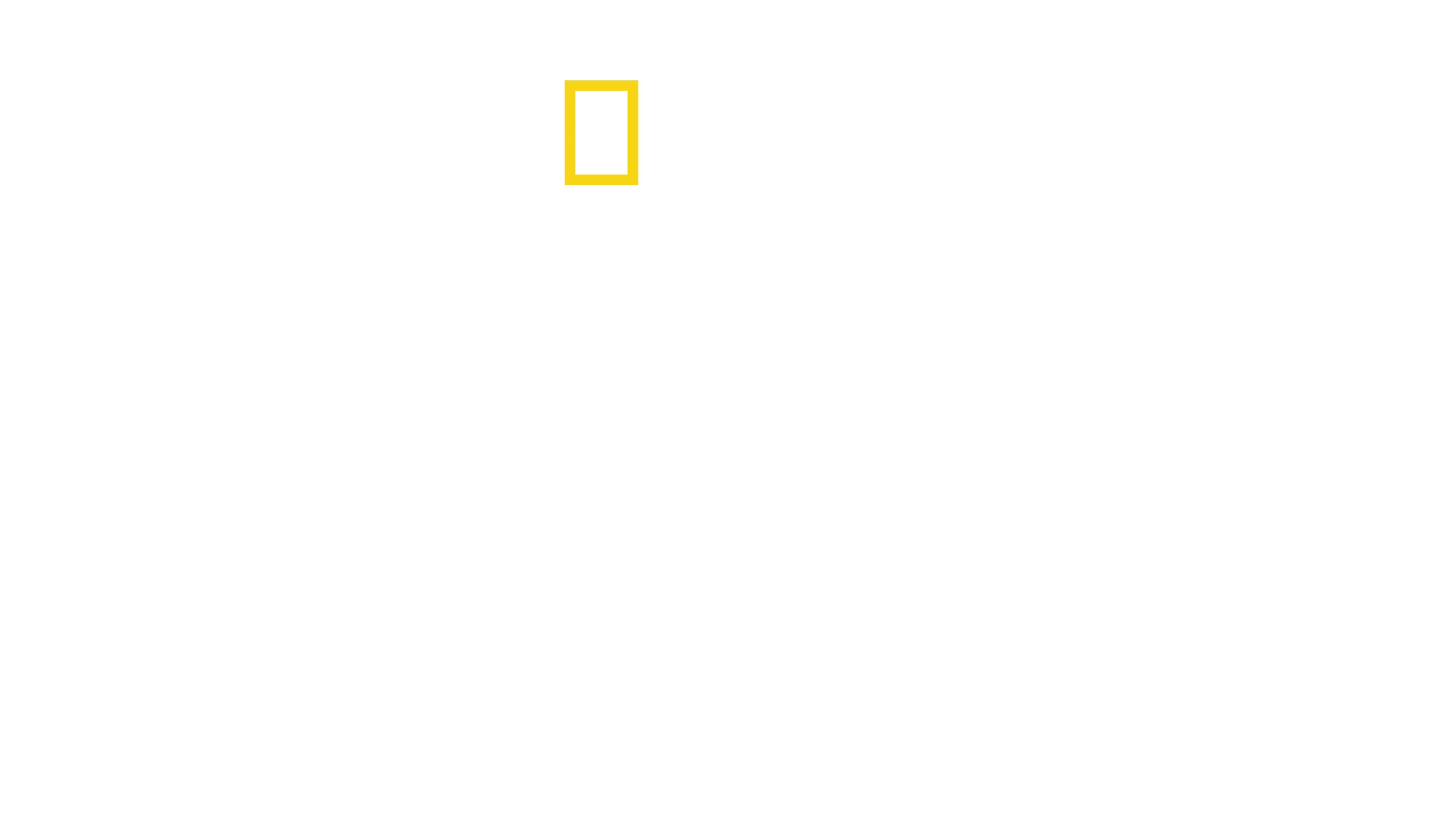 Filhotes de Tubarões