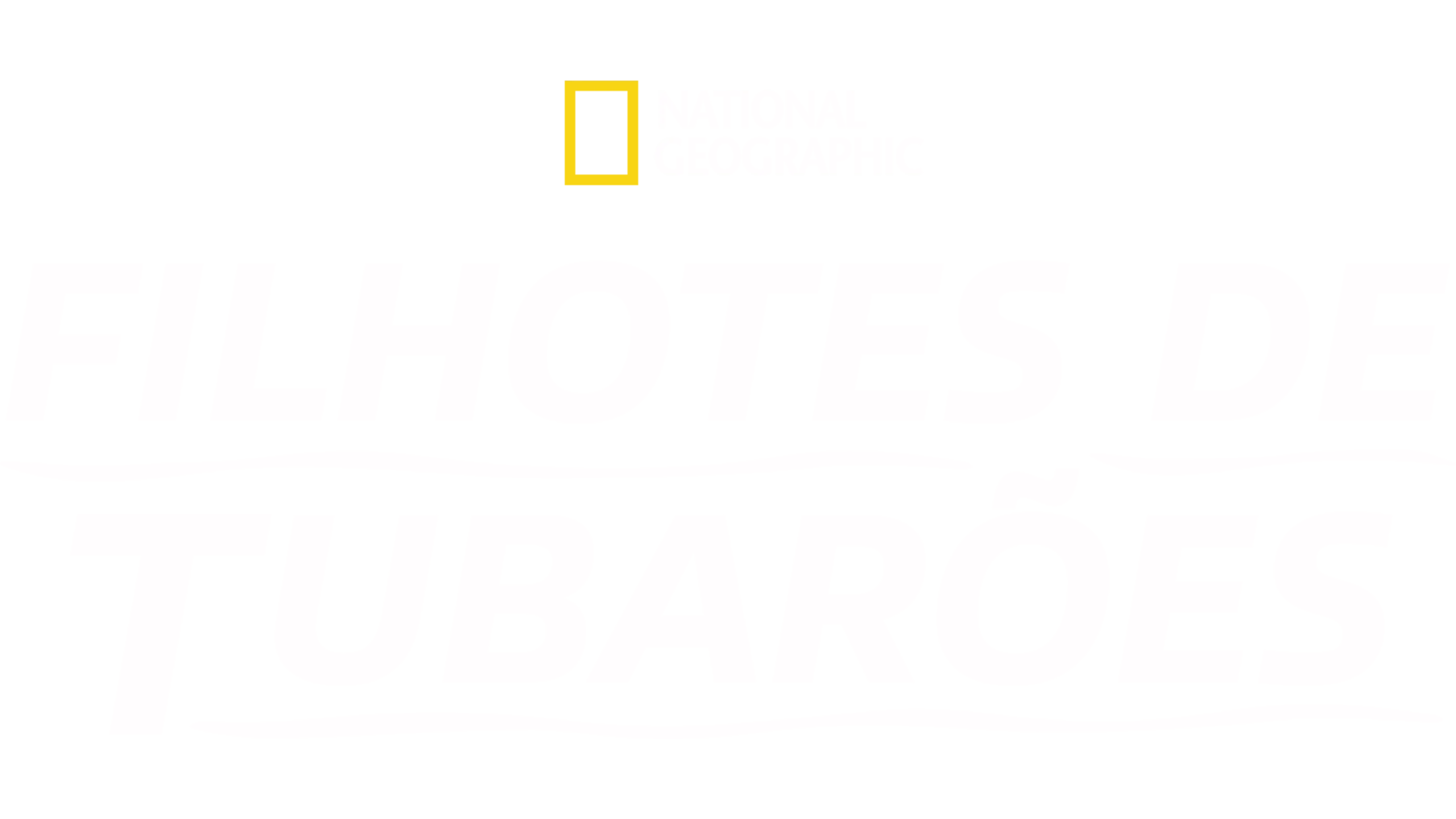 Filhotes de Tubarões