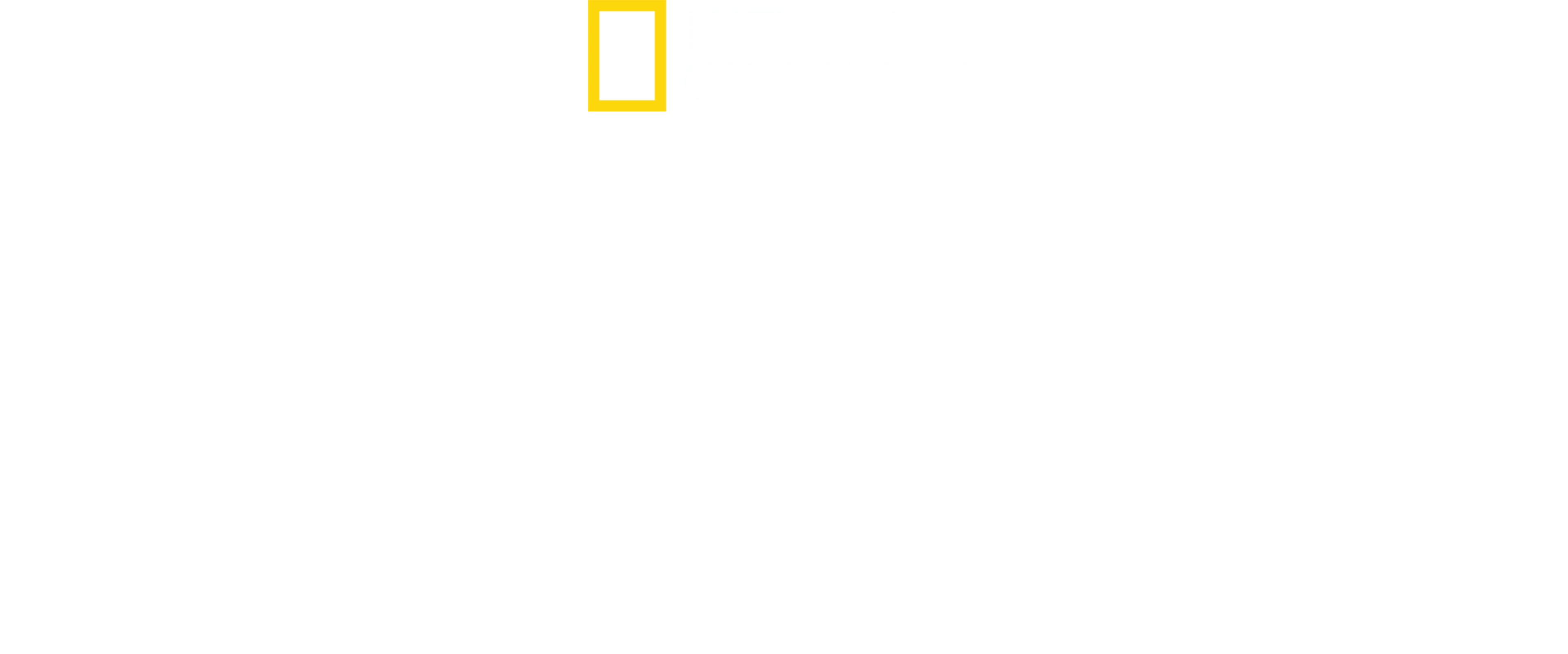Morsures animales